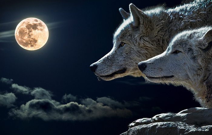 Sempre più, i lupi minacciano l’incolumità di persone e animali domestici
