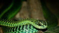 I nove serpenti più letali del mondo
