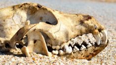 Inghilterra, la scoperta di un enorme scheletro canino richiama un’antica leggenda
