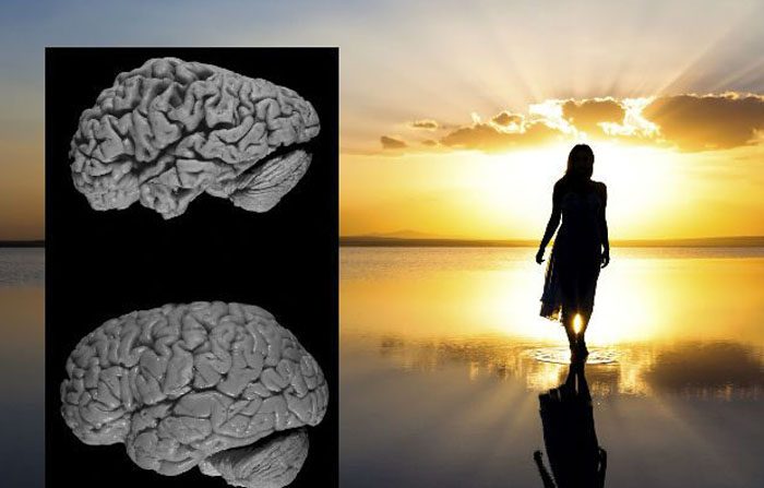 Un cervello affetto da malattia di Alzheimer (sopra) e un cervello sano (in basso). La mente o anima esiste senza il cervello? (BERKO85 / iStock / Thinkstock)