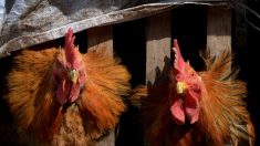 Primo caso umano di influenza aviaria in Nord America, possibile un secondo