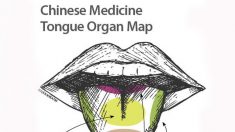 Medicina cinese: la lingua è una mappa degli organi