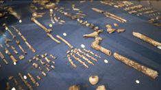 Scoperto Homo Naledi: «Pensavamo di aver capito tutto sulle origini umane»