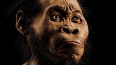 4 misteri sulle origini umane dopo la scoperta dell’Homo Naledi + Video