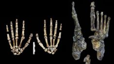 Homo Naledi, si arrampicava sugli alberi ma usava anche fuoco e strumenti