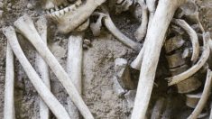 Trovati scheletri giganti in Ecuador, al via gli esperimenti