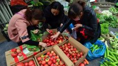 Quando il pomodoro ‘Made in Italy’ viene dai campi di lavoro cinesi