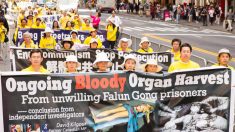 Traffico di organi in Cina, il business continua