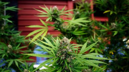 Cannabis per “uso medico”, cresce il consumo e aumentano i disturbi