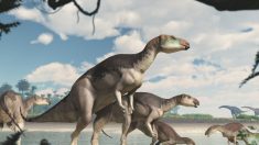 Scoperta una nuova specie di dinosauro in Australia, il Fostoria