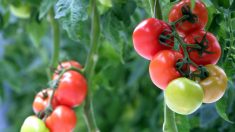 Alcune piante emettono ‘grida’ tramite ultrasuoni se stressate