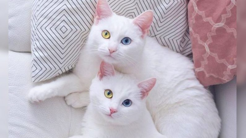 Due gatti gemelli con degli occhi molto particolari diventano famosi su Instagram