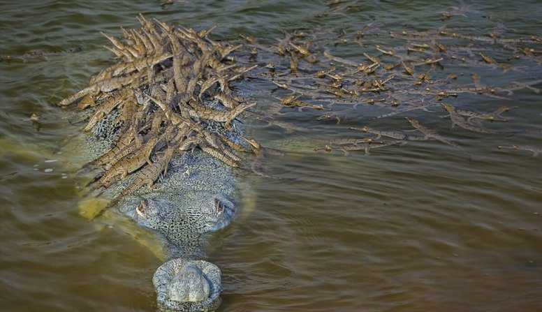La meravigliosa foto di un coccodrillo che porta sulla schiena decine di piccoli