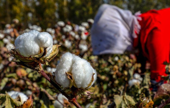 Usa, stop a cotone e pomodori dallo Xinjiang per contrastare il lavoro forzato