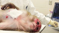 «Esperimenti strazianti» sulle scimmie, contro i virus. La mano di Fauci?
