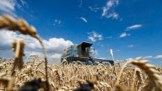 Coldiretti: speculazioni su grano, raccolta e prezzo in calo
