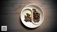 Il cibo a base di insetti e la Tradizione Occidentale