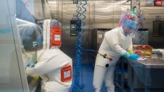 Esperto Usa: il laboratorio di Wuhan aveva manipolato il virus Nipah