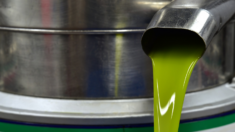 I benefici dell'olio d'oliva contro il cancro e altri problemi di salute