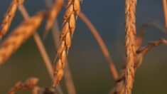 I segreti del farro, il frumento degli antichi romani