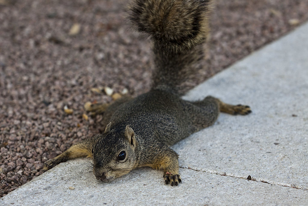 Uno scoiattolo disteso su un lembo di cemento durante una giornata calda, 4 agosto 2011, Houston, Texas. La regione ha sopportato oltre 30 giorni di temperature a tre cifre (Fahrenheit) e rimane sotto allerta di calore. (Foto da Eric Kayne/Getty Images)