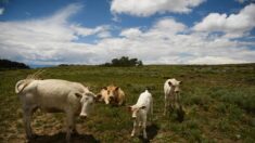 Irlanda, uccidere 200 mila mucche per ridurre le emissioni di Co2?