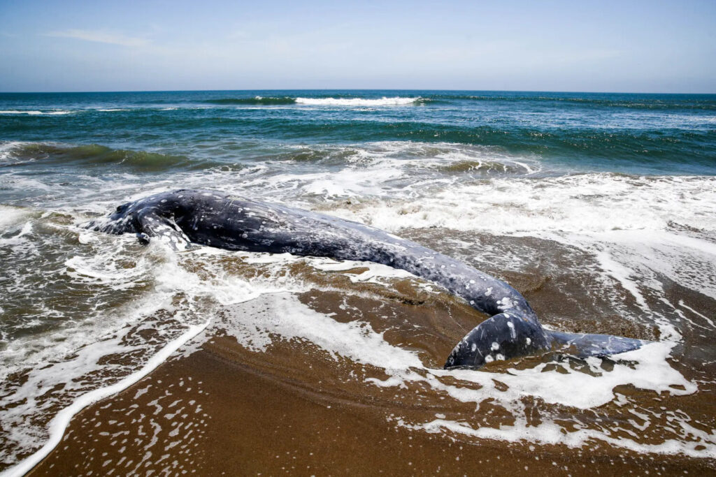 (A sinistra) Il Presidente Joe Biden indica un grafico di una turbina eolica durante un incontro sulla Federal-State Offshore Wind Implementation Partnership alla Casa Bianca il 23 giugno 2022. (A destra) Una balena grigia morta giace sulla riva di Limantour Beach a Point Reyes Station, in California, il 23 maggio 2019. (Drew Angerer/Getty Images, Justin Sullivan/Getty Images)