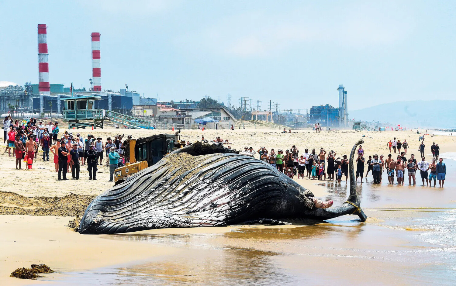 Una moltitudine si raccoglie intorno a una megattera morta sulla Dockweiler State Beach a Playa Del Rey, in California, il 1° luglio 2016. (Frederic J. Brown/Afp via Getty Images)
