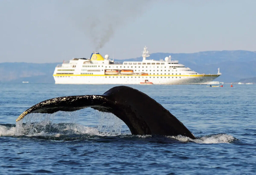 Una megattera nuota vicino a una nave da crociera in navigazione nella baia di Disko a Ilulissat, in Groenlandia, il 4 agosto 2019. (Sean Gallup/Getty Images)