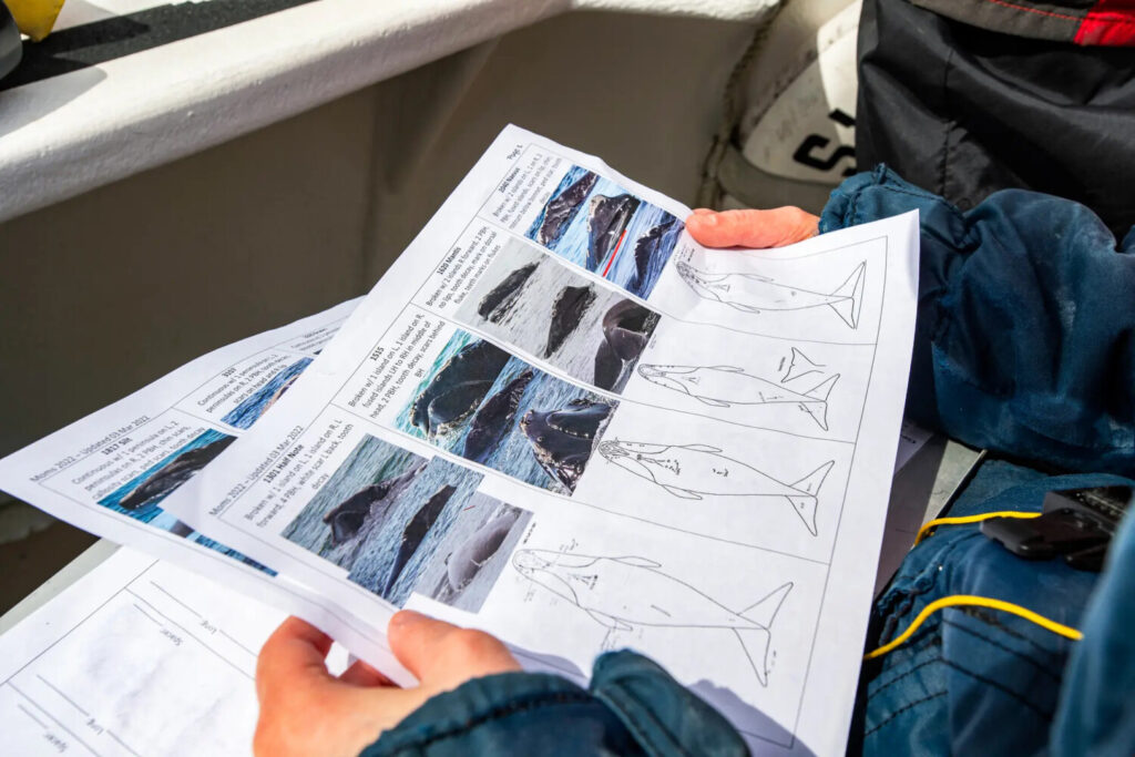 Scienziati usano documenti informativi (a sinistra) per identificare le balene durante una spedizione di ricerca sulla balena franca (a destra) con il Center for Coastal Studies, autorizzato dalla National Oceanic and Atmospheric Administration, nella baia di Cape Cod, nel Massachusetts, il 5 aprile 2022. (Joseph Prezioso/Afp via Getty Images)