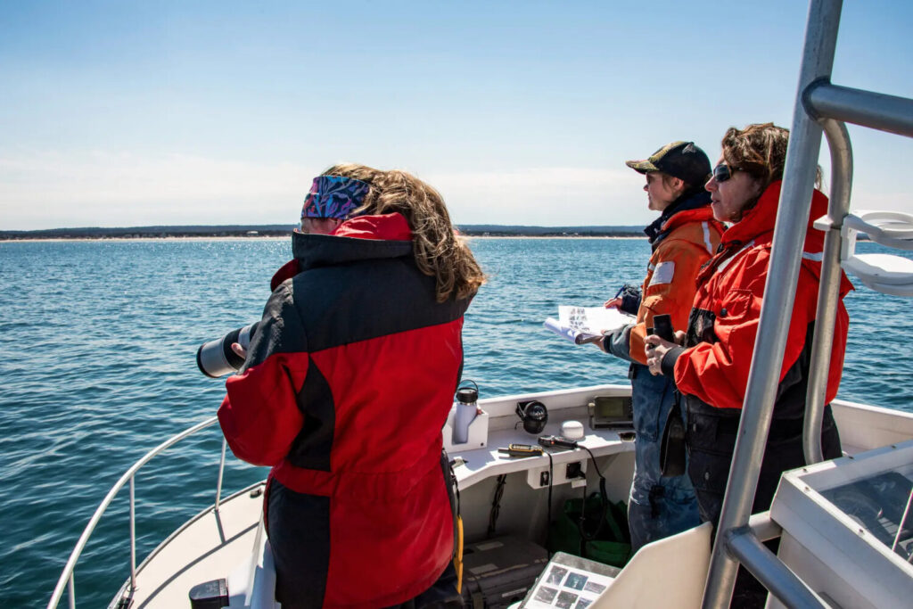 Scienziati usano documenti informativi (a sinistra) per identificare le balene durante una spedizione di ricerca sulla balena franca (a destra) con il Center for Coastal Studies, autorizzato dalla National Oceanic and Atmospheric Administration, nella baia di Cape Cod, nel Massachusetts, il 5 aprile 2022. (Joseph Prezioso/Afp via Getty Images)