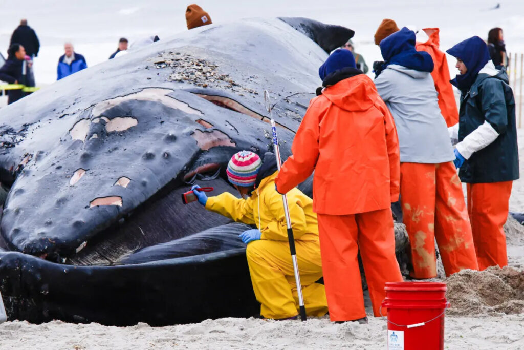 Membri della Northwest Atlantic Marine Alliance intervengono di fronte alla carcassa di una megattera a Lido Beach, a Long Island, New York, il 31 gennaio 2023. (Kena Betancur/Afp via Getty Images)