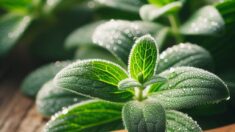 Studio: La stevia e i dolcificanti artificiali non aumentano l'appetito