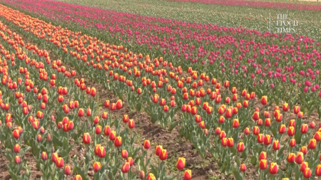 Tulipani in piena fioritura nei giardini dell’India