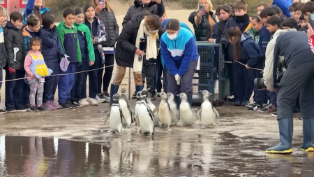 Pinguini di Magellano tornano in mare dopo la riabilitazione in Argentina