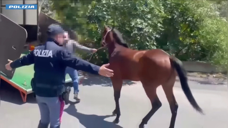 Puledra maltrattata salvata dalla Polizia di Catania