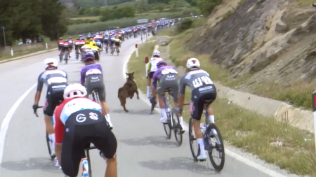 Ciclista del Giro d’Italia si scontra con una capra