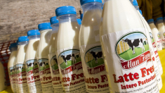 Confagricoltura: latte alimento d’eccellenza grazie agli allevatori italiani