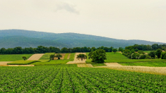 Confagricoltura: l’agricoltura italiana “resiste” e innova