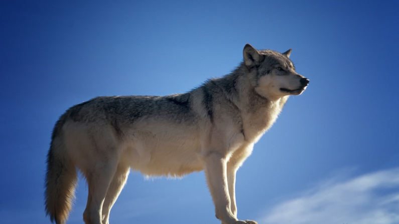 Immagine di un lupo, foto: Pixabay.
