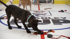 Stanley Pup ovvero cuccioli sul ghiaccio per salvare i cani