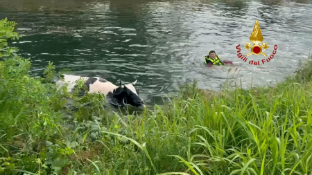 Vigili del fuoco salvano una mandria di bovini nel canale Villoresi