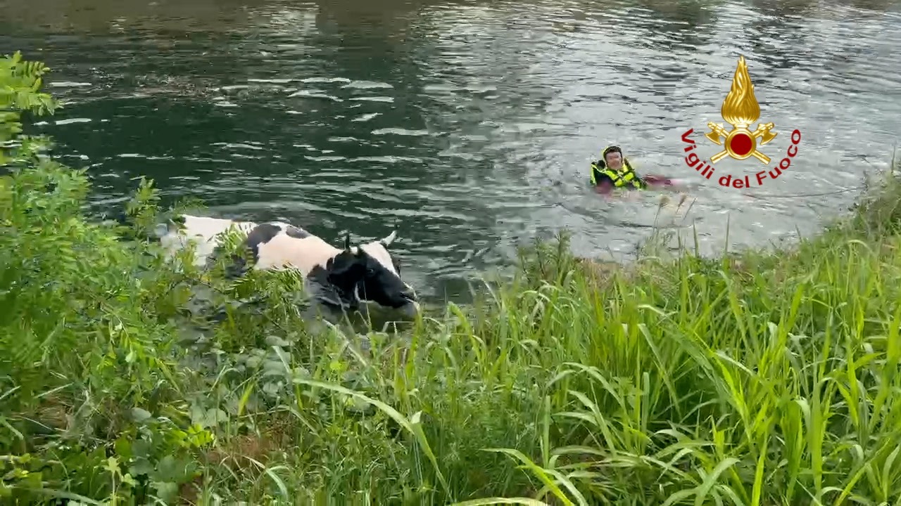 Vigili del fuoco salvano una mandria di bovini nel canale Villoresi