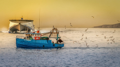 Il progetto europeo Fishimpact per la sostenibilità del settore ittico