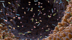 Il ruolo di un intestino sano nella salute femminile