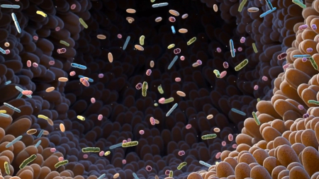 Il ruolo di un intestino sano nella salute femminile