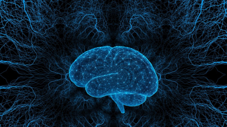 Dai muscoli al cervello il ruolo vitale delle proteine