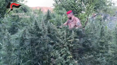 Scoperta maxi piantagione di marijuana e un arsenale di armi da guerra in Reggio Calabria