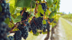 Coldiretti: vendemmia anticipata in Lombardia