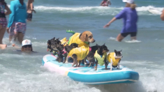 Cani in California sfidano le onde al Surf Dog Surf-a-Thon di Del Mar
